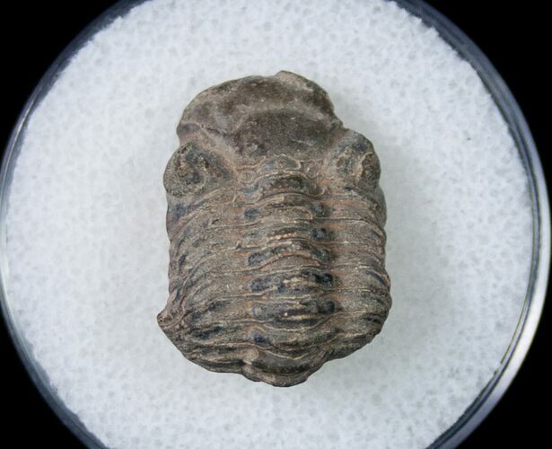 Bargain Phacopid Trilobite From Morocco #7002